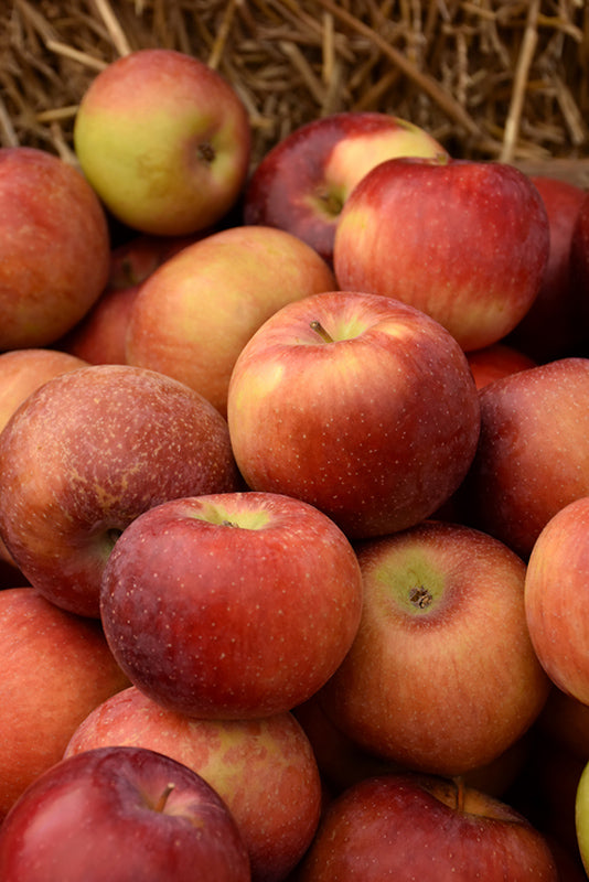Apple - Malus 'Empire'