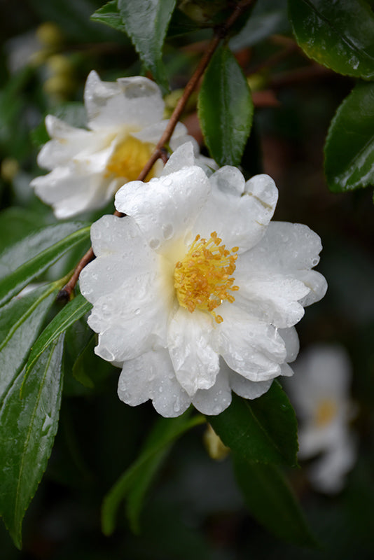 Camellia sasanqua 'Setsugekka'