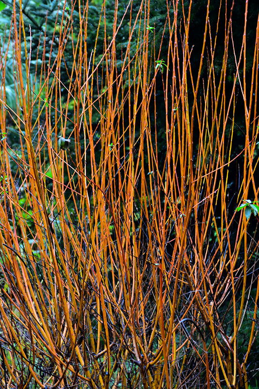 Salix 'Flame'