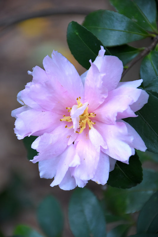 Camellia sasanqua 'Jean May'