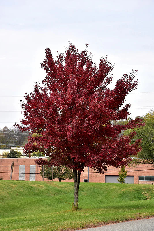 Acer rubrum 'Brandywine'