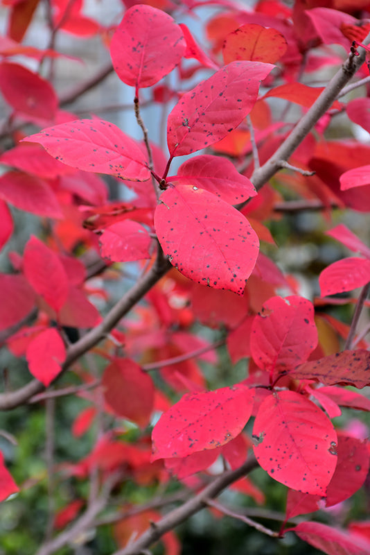 Nyssa sylvatica 'Tupelo Tower'