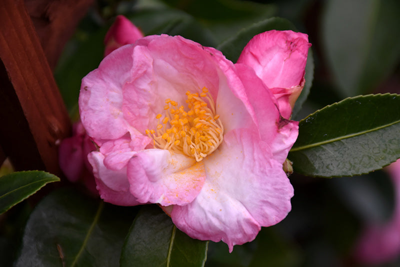 Camellia sasanqua 'Appleblossom'