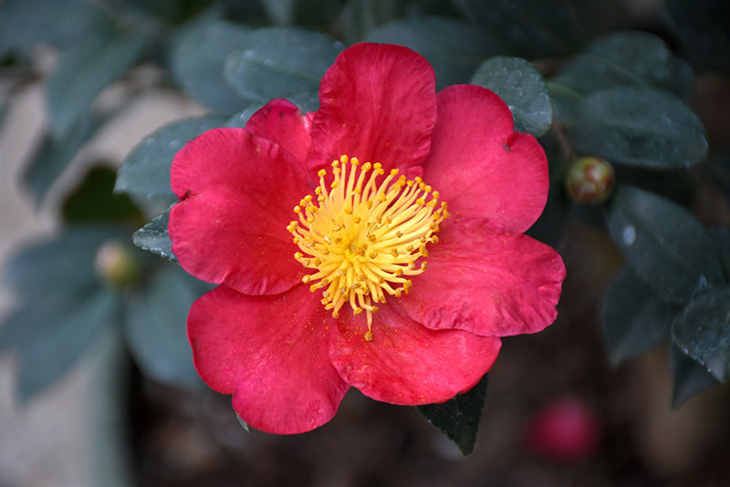 Camellia sasanqua 'Yuletide'