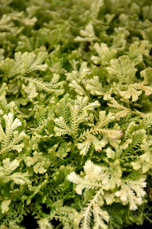 Selaginella kraussiana