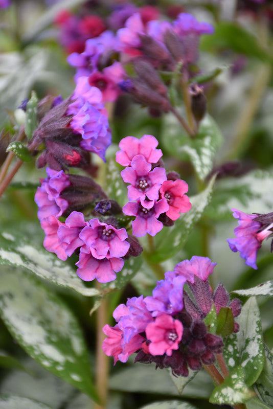Pulmonaria 'Silver Bouquet'