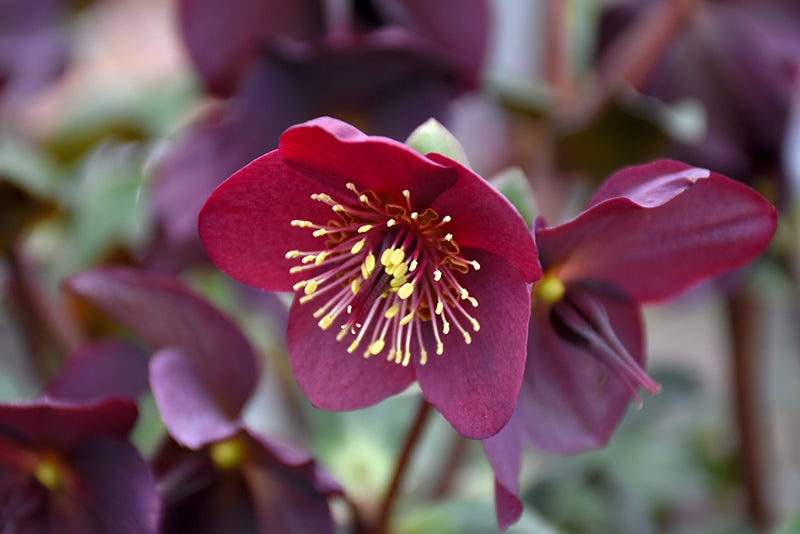 Helleborus 'INR Red'