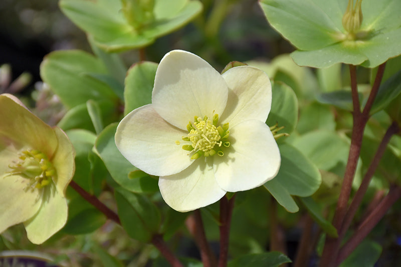Helleborus x ericsmithii 'Champion'