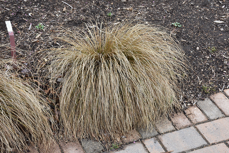 Carex testacea 'Prairie Fire'