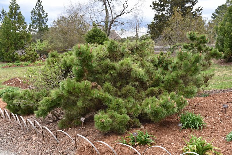 Pinus thunbergii 'Yatsubusa'