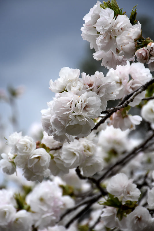 Prunus 'Shirotae'