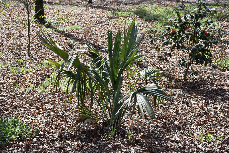 Sabal texensis