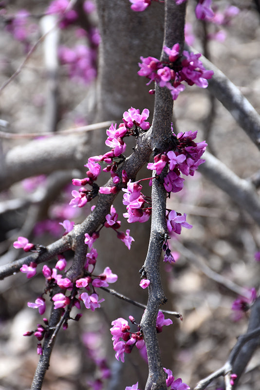 Cercis canadensis 'Ruby Falls'