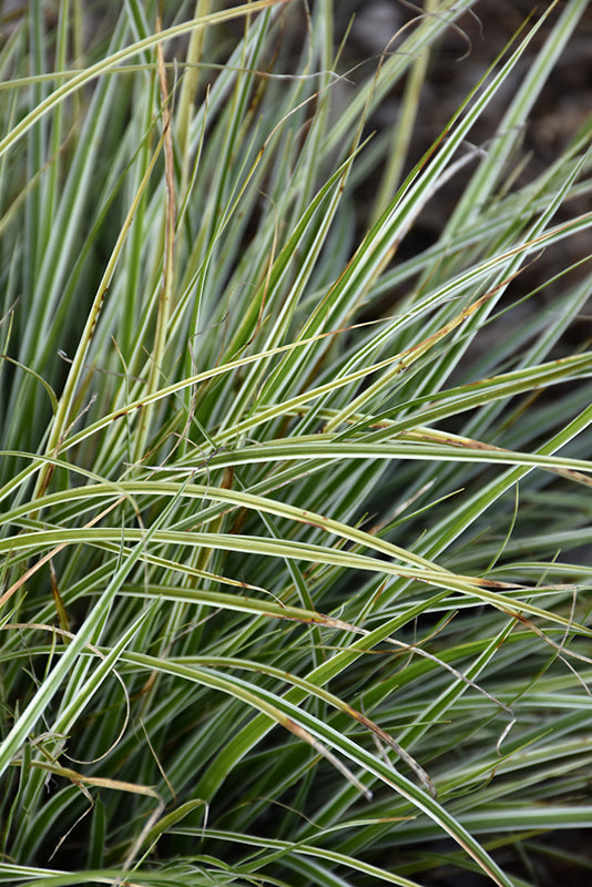 Carex oshimensis 'Everest'