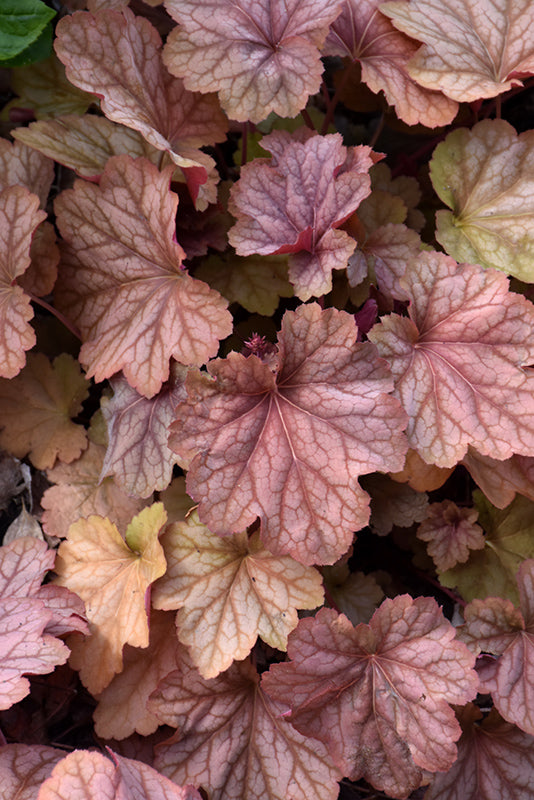 Heuchera x hybrida 'Carnival Watermelon'