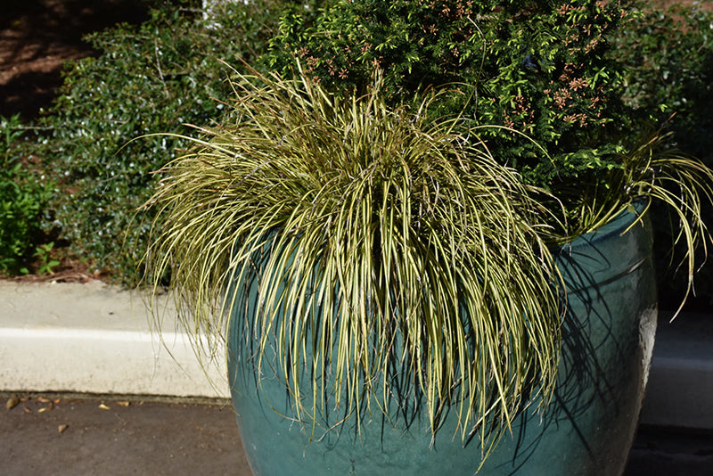 Carex oshimensis 'Eversheen'