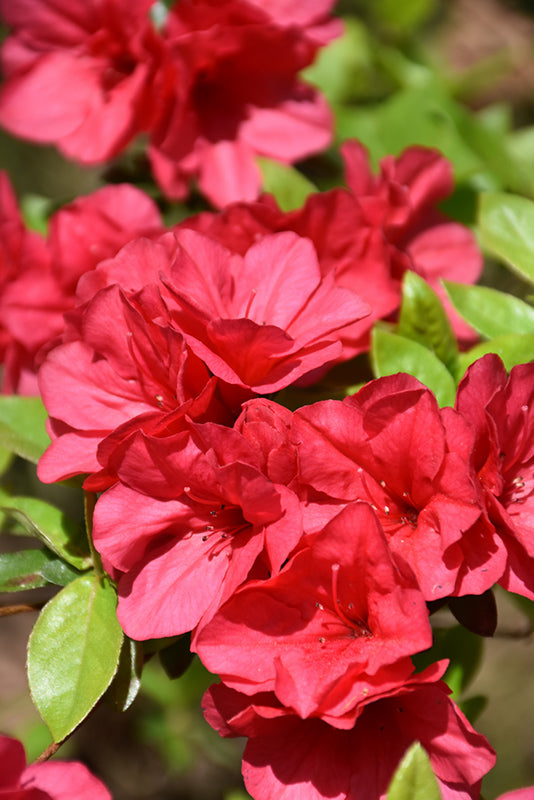 Rhododendron 'Christmas Cheer'