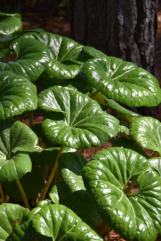 Farfugium japonicum 'Gigantea'