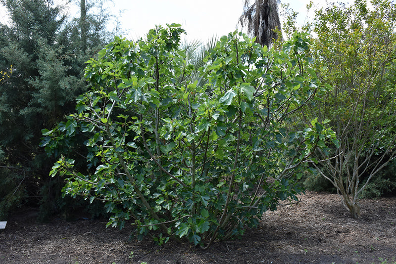 Ficus carica 'Ischia'