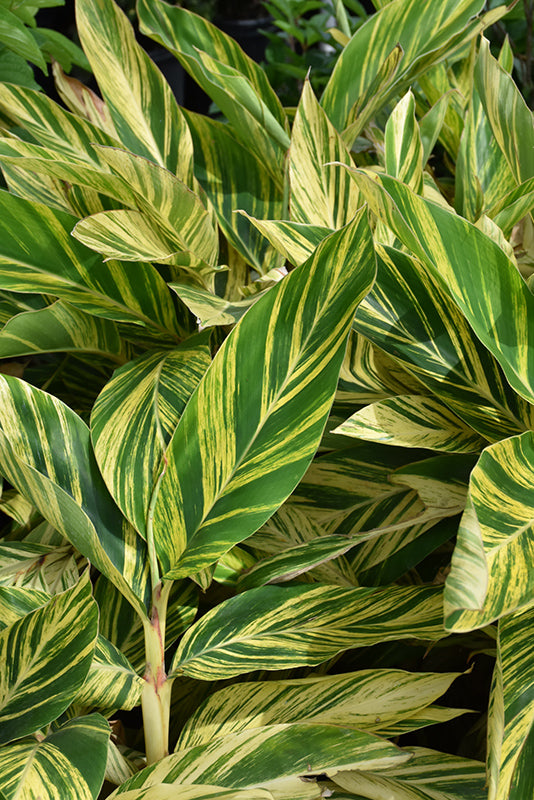 Alpinia zeru. Variegata