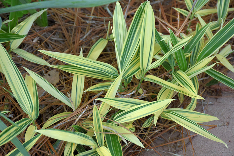 Sasaella masamuneana 'Albostriata'