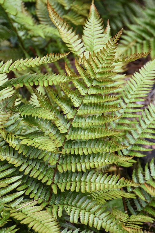 Dryopteris erythrosora 'Autumn Dwarf'