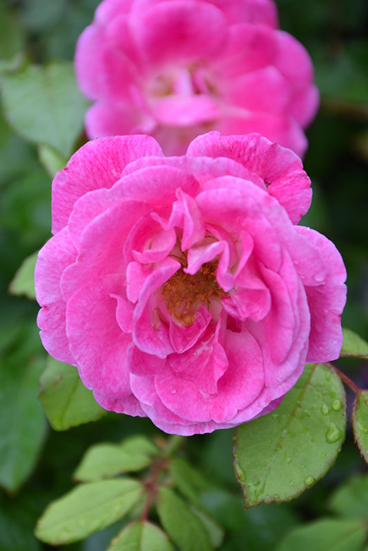 Rosa 'Easy to Please'