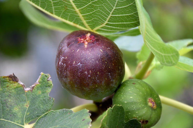 Ficus carica 'Brown Turkey'