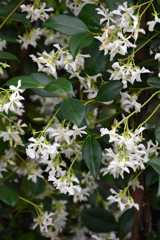 Trachelospermum 'Star Jasmine'