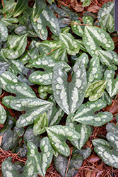 Asarum splendens (Chinese Wild Ginger)