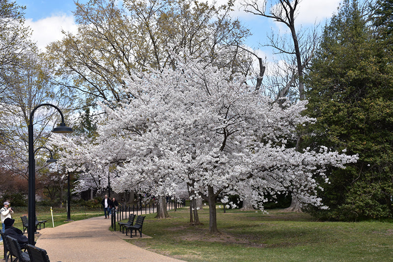 Prunus x yedoensis