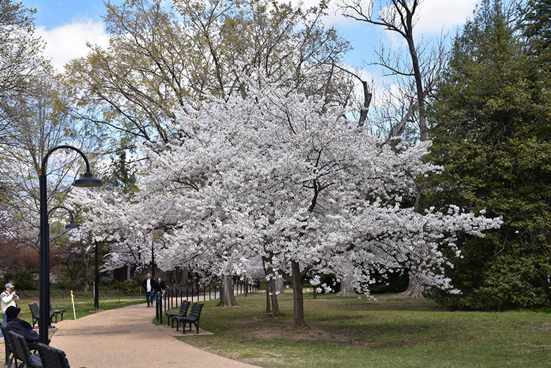 Prunus x yedoensis 'Yoshino' – Green Thumb Garden Centre