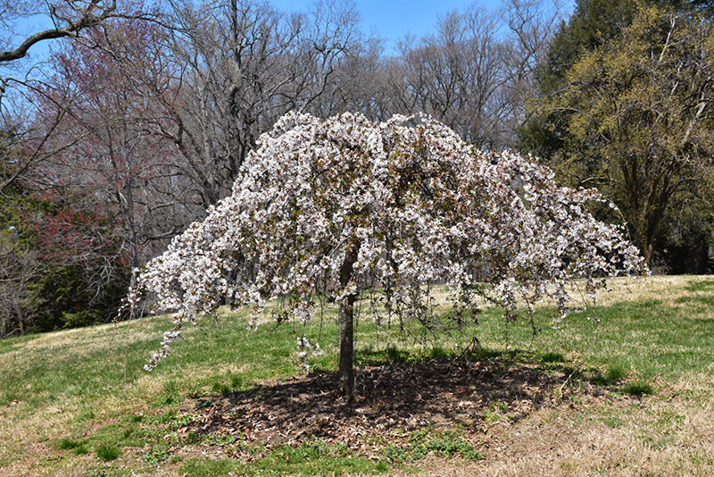 Prunus 'Snow Fountains'