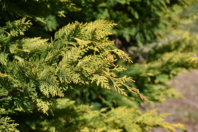 Cupressocyparis leylandii 'Gold Rider'