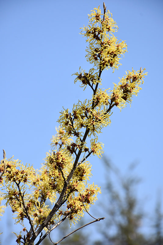 Hamamelis 'Arnold's Promise'