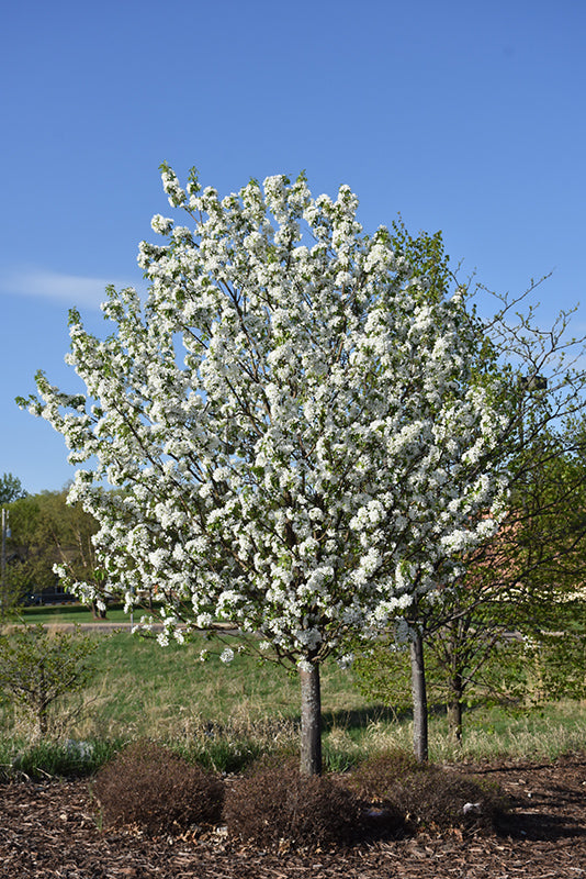 Apple - Malus 'Dolgo' - Crab Apple