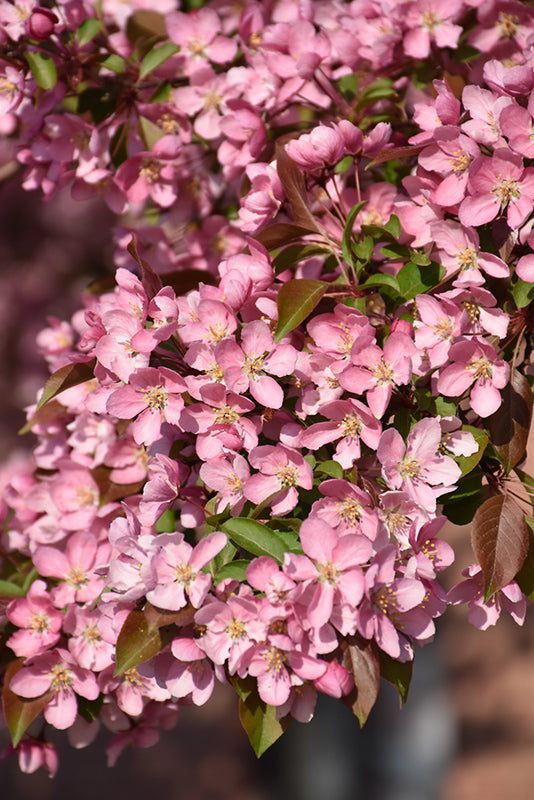 Malus 'Robinson'