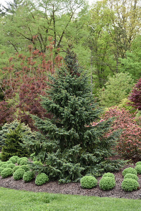 Picea omorika 'Bruns'