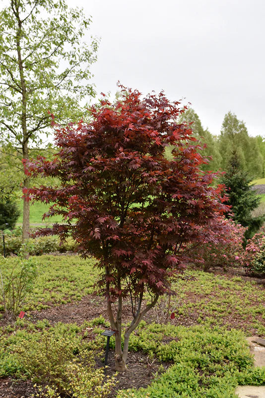 Acer palmatum 'Emperor One'