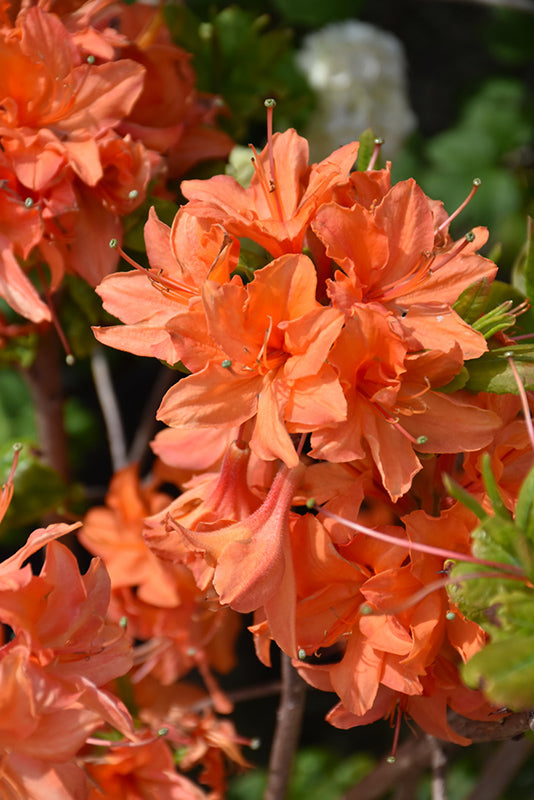 Azalea 'Mandarin Lights'