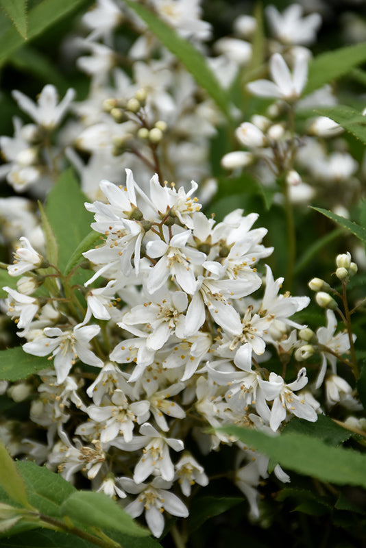 Deutzia 'Yuki Snowflake'