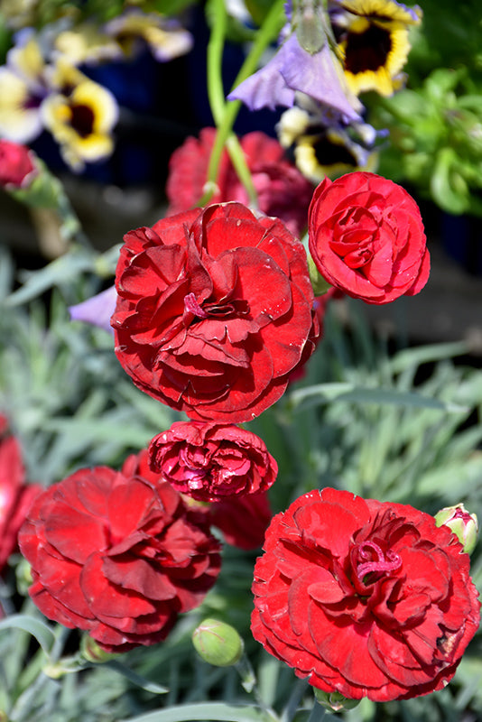 Dianthus hybrida 'Passion'