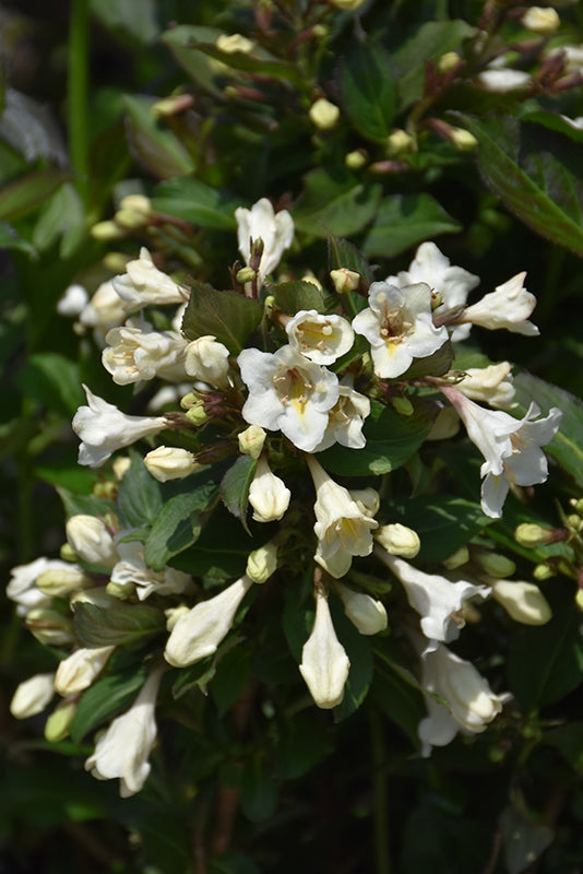 Weigela x Tuxedo