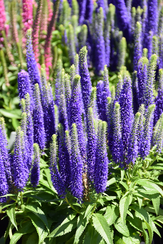 Veronica spicata 'Royal Candles'