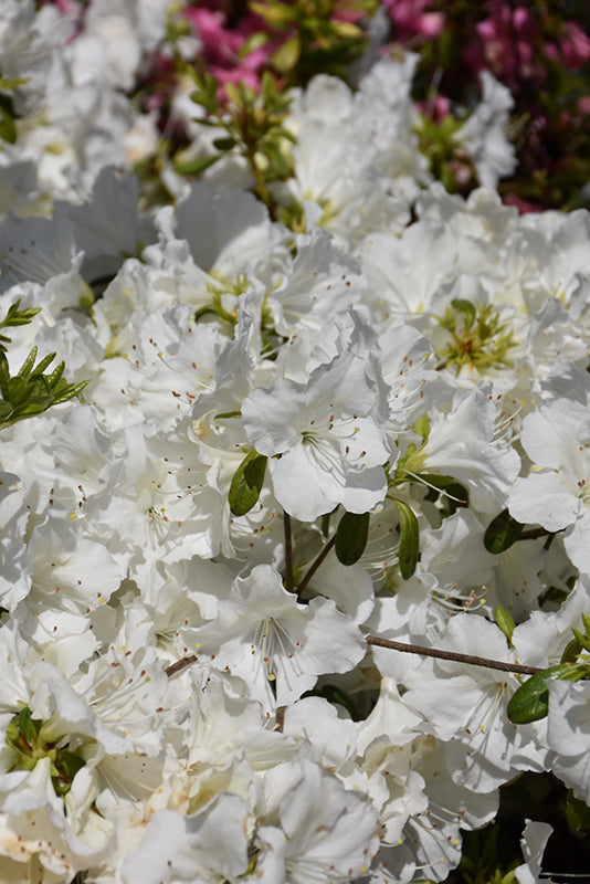 Azalea 'Girard's Pleasant White'