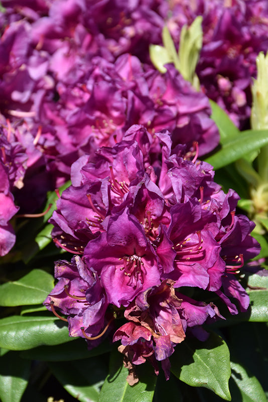 Rhododendron 'Polarnacht'