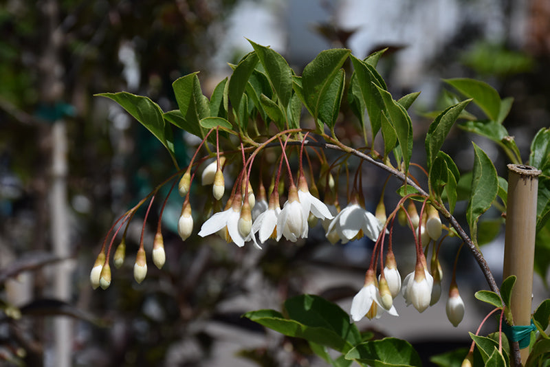 Styrax japonica 'Fragrant Fountain'