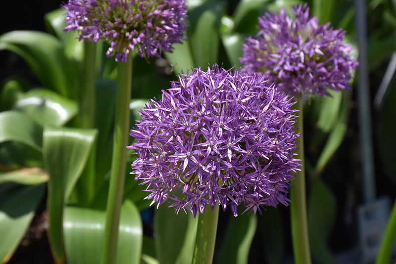 Allium 'Globemaster'