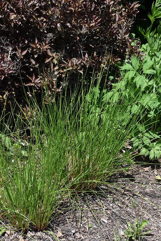 Juncus effusus