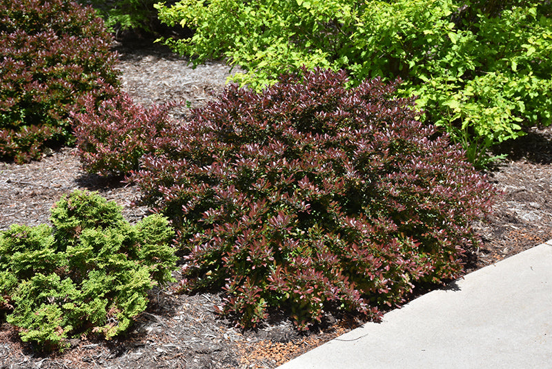 Berberis thunbergii 'Concorde'